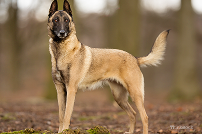 Belgian Malinois in the woods