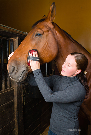 Horse Grooming 101