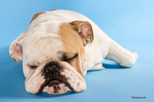 how dangerous is anesthesia for dogs