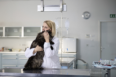 Vet holding a cat