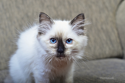 Ragdoll Cat