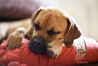 Boxer laying down