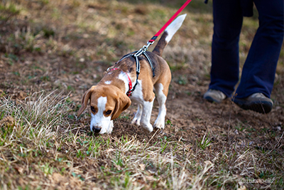 Beagle sniffing the ground