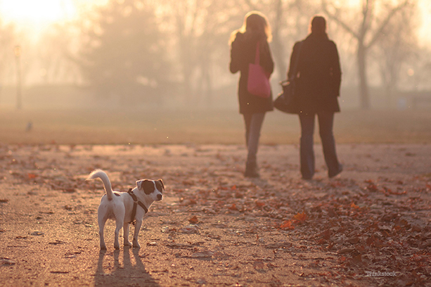 Dog walking behind owners