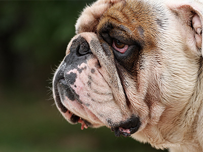 English bulldog outlet eye drops