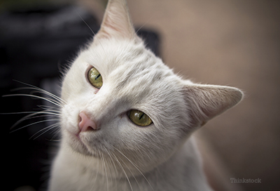 Kidney crystals in outlet cats