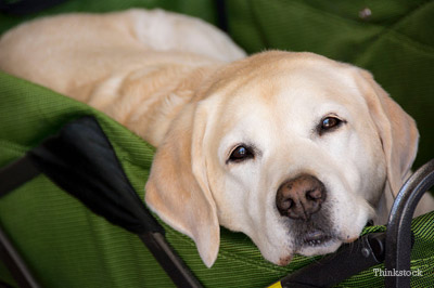 Sad Labrador