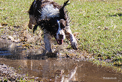 Dog playing in mud puddle