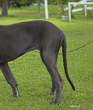 Dog breeds store with long tails