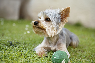 Yorkie playing with a ball