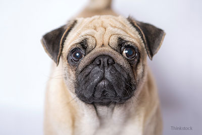 Pug looking into the camera