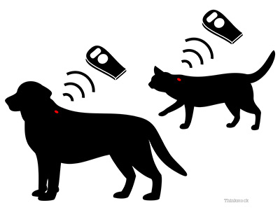 Dog and Cat microchip