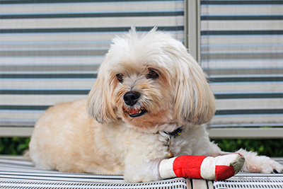 Best way to clearance bandage a dog's paw