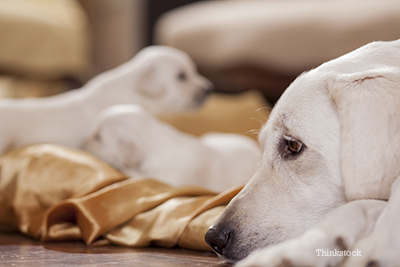 how do you know if puppies are getting enough milk from their mom