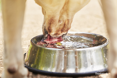 Dog drinking water