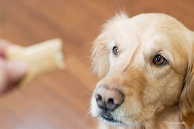 Dog waiting for treat