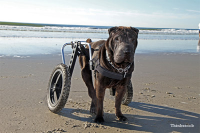Paralyzed Dog on beach