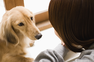 Dog staring at woman