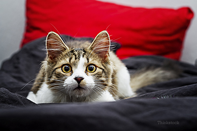 What Are Cat Seizures? The Telltale Signs, Causes, & Recovery - GoodRx