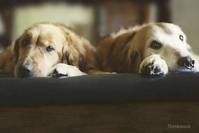 Two dogs sharing a bed