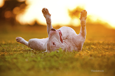 Dog rolling over in the grass