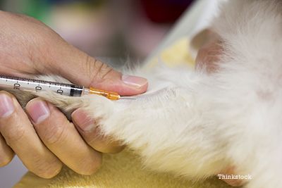 Cat getting a vaccine