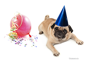 Unhappy Pug celebrating the New Year