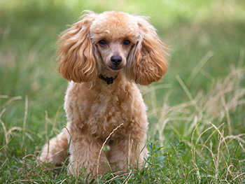 what are those cysts that are appearing on my poodle