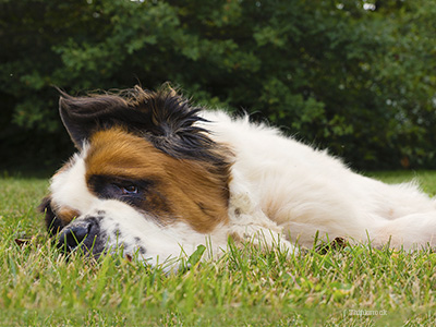 Dog laying down in grass