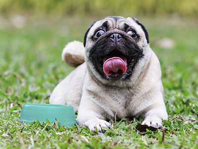 Dog in grass