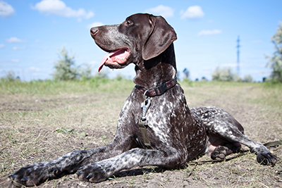 German short-haired pointer laying down outside