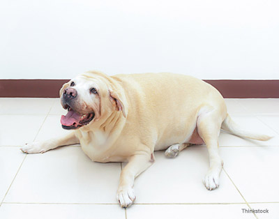 Obese lab on the floor