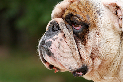 English Bulldog with red eyes