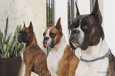 Boxer and friends with ears cropped