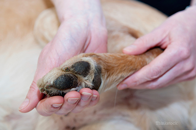 Person holding a dog's paw