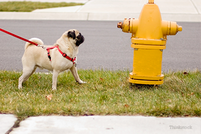 why does my dog pee so much at once