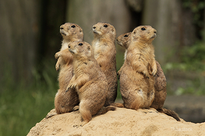 Prairie Dogs standing up