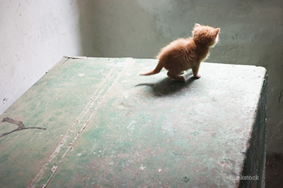kitten on the edge of a desk