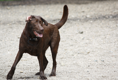 brown lab ready for rally training