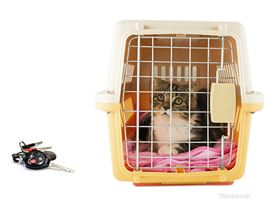 Cat in a crate with a pair of car keys