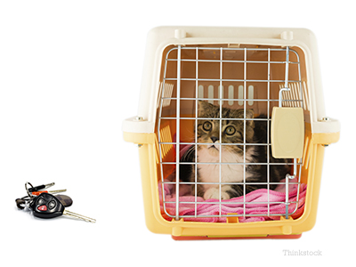 How to get a cat into a crate sale