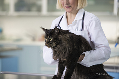 young kittens with a stethoscope