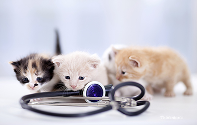 Veterinarian cats hot sale