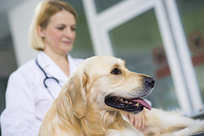 Dog at the veterinarian