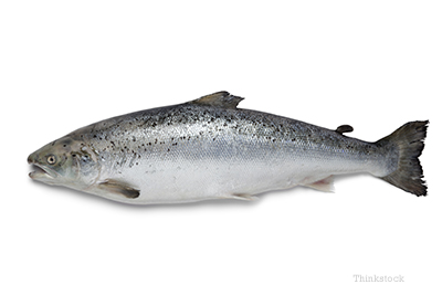 what is salmon poisoning in dogs