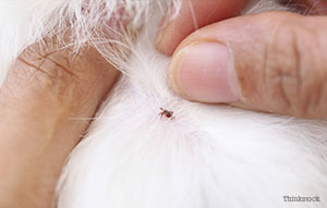 Closeup of tick in dog's skin