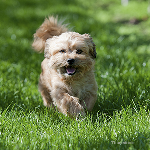 Small dog walking on grass