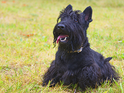 Dog in grass