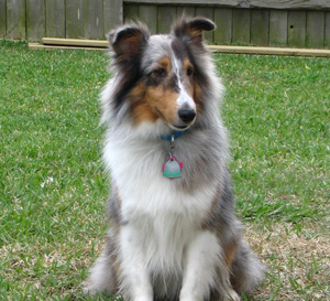 small rough collie