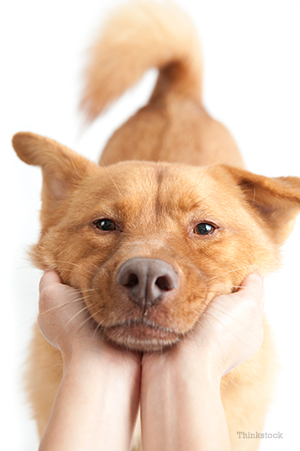 Blood and mucus in dog stool